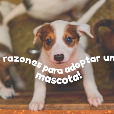 PORTADA-adopta-una-mascota-585x400-1